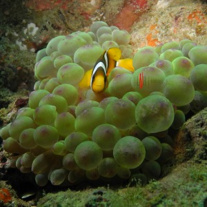 2015.10.09 Musandam, Oman B - Found Nemo